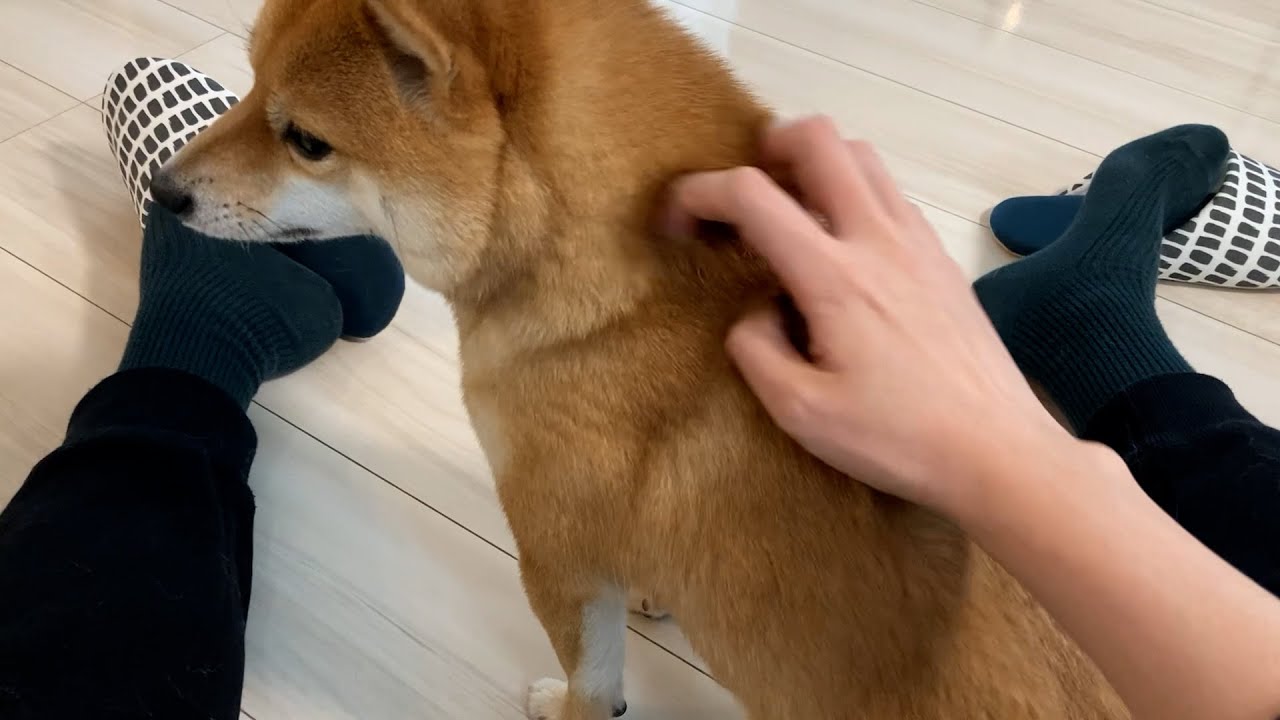 背中を撫でろと催促してくる実家の犬 Youtube