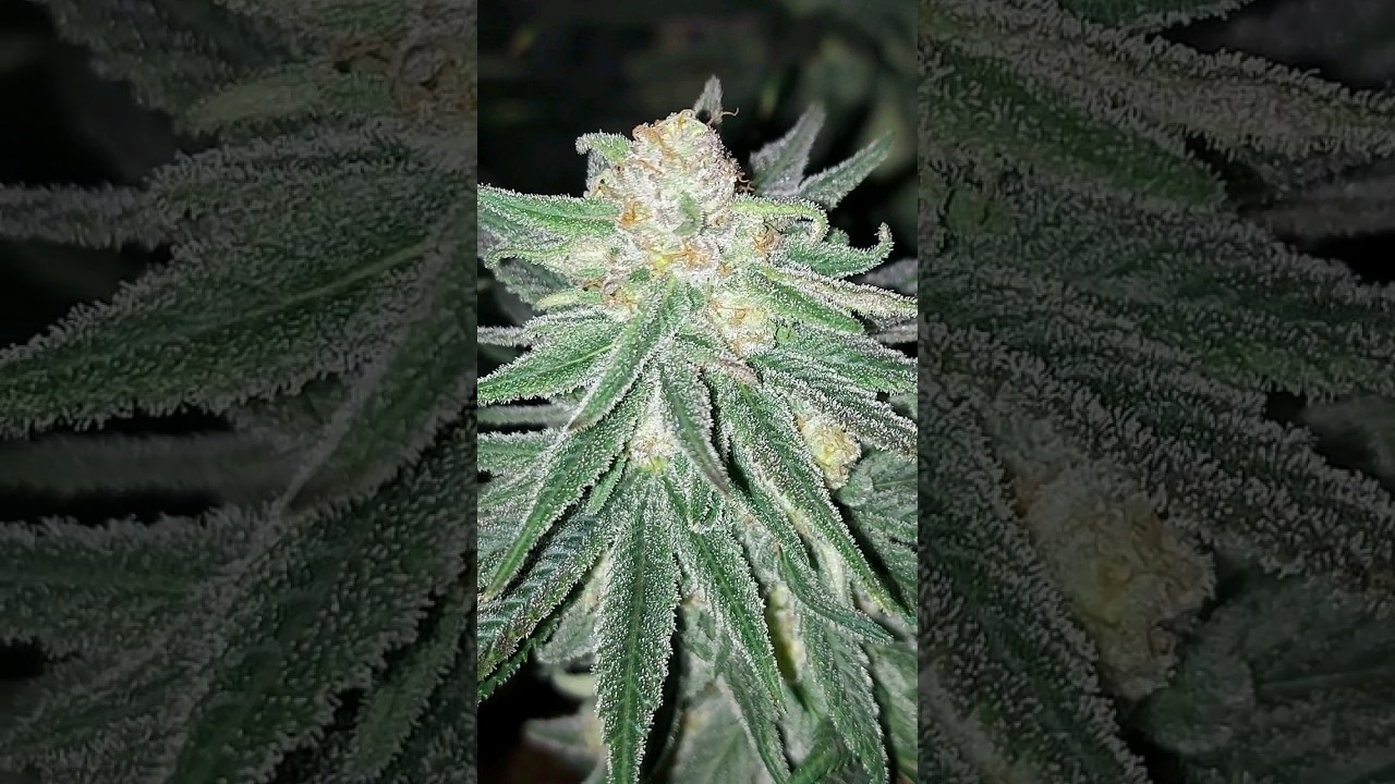Wedding Cake (Triangle Kush × Animal Mints) @ Sticky Crystals