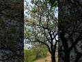 MA WILDERNESS ADVENTURES prenosi uživo!