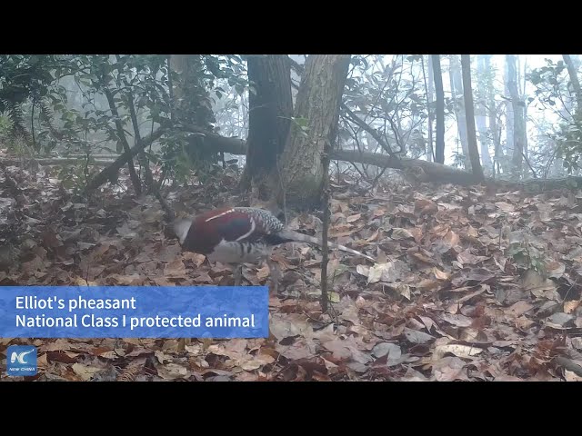 Footage shows wild animals in central China nature reserve class=