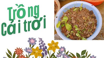 Làm vườn| Chia Sẻ Cách Trồng Cây Cải Trời| NMT T1263