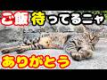 公園でご飯を待っている兄弟猫にご飯をあげると・・・さくらねこたちへのエサやり トラ君 タイガ君【視聴だけでも猫たちを助けることになります】支援者様 視聴者様 猫たちに神のご加護を！野良猫の感動猫動画