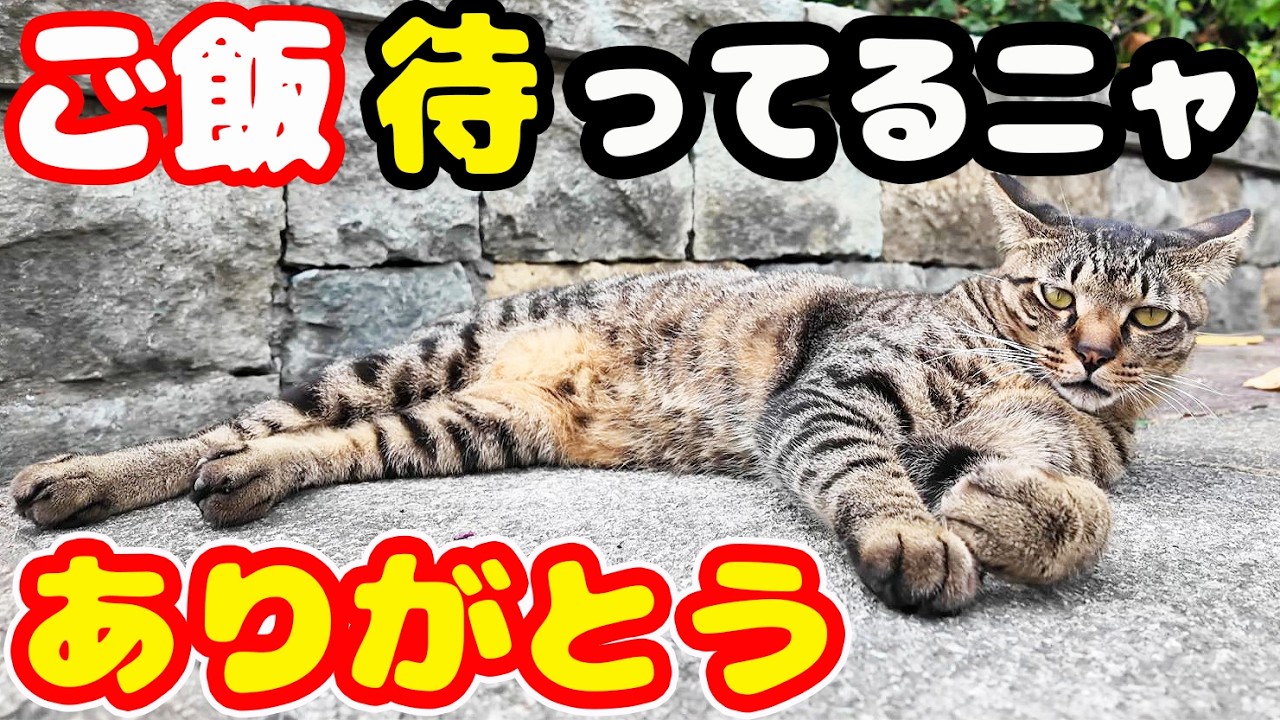 公園でご飯を待っている兄弟猫にご飯をあげると・・・さくらねこたちへ