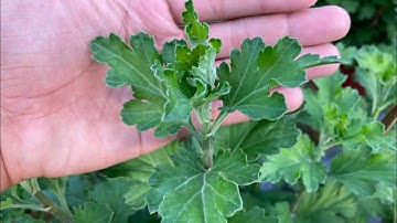 THỜI ĐIỂM TẠO NỤ HOA CÚC PHA LÊ - HƯỚNG DẪN TRỒNG HOA