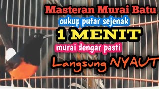 Masteran murai MURAI BATU GACOR PUTAR PAGI PAGI DAN SORE MURAI BANYAK DIAM PASTI LANGSUNG NYAUT