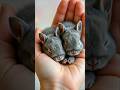 BunGlow #Bunny #Cute #Nature #AIArt #Adorable #minianimals #ytshorts #Pets #Wildlife #viral #Rabbit