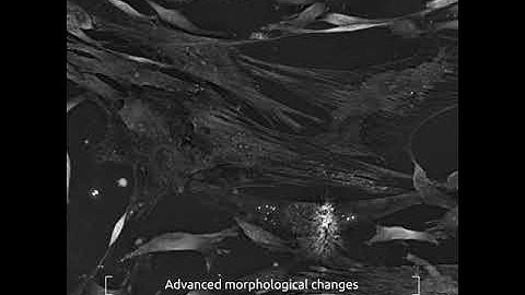 🌟 𝐂𝐞𝐥𝐥𝐮𝐥𝐚𝐫 𝐝𝐢𝐟𝐟𝐞𝐫𝐞𝐧𝐭𝐢𝐚𝐭𝐢𝐨𝐧 𝐢𝐧 𝐞𝐱𝐪𝐮𝐢𝐬𝐢𝐭𝐞 𝐝𝐞𝐭𝐚𝐢𝐥🌟