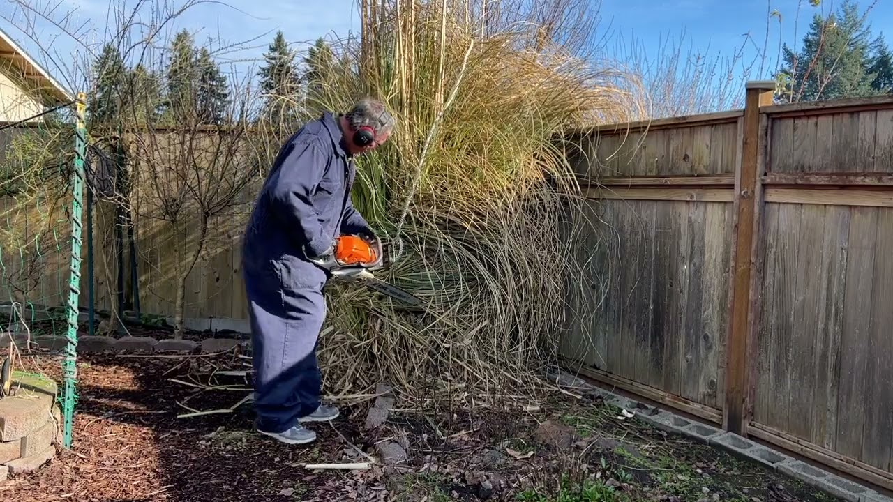 Pruning Pampas Grass