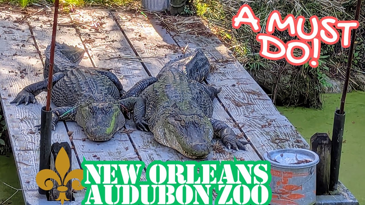 New Orleans Audubon Zoo Tour With Train Ride - YouTube