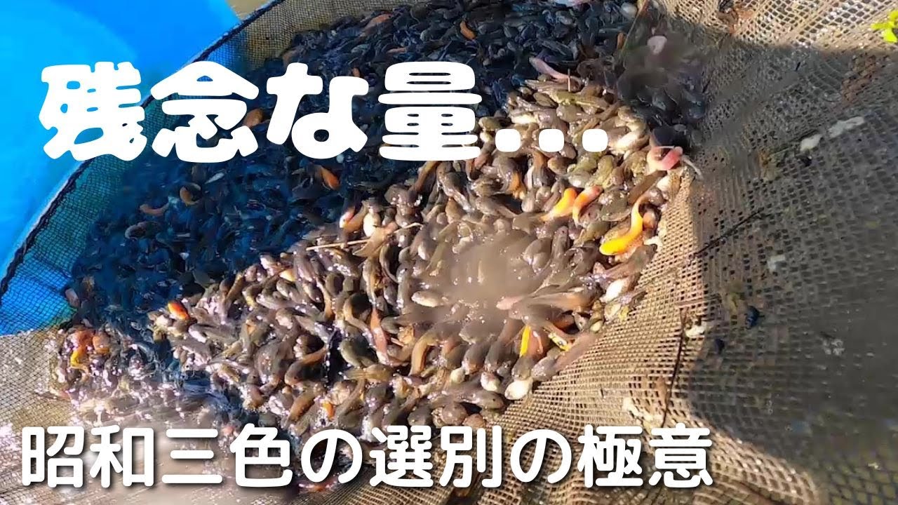 昭和三色の稚魚見たことある？白子と黒子の話＃塩田養鯉場＃毛仔＃昭和三色