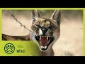 Hyena Lady - Go Wild