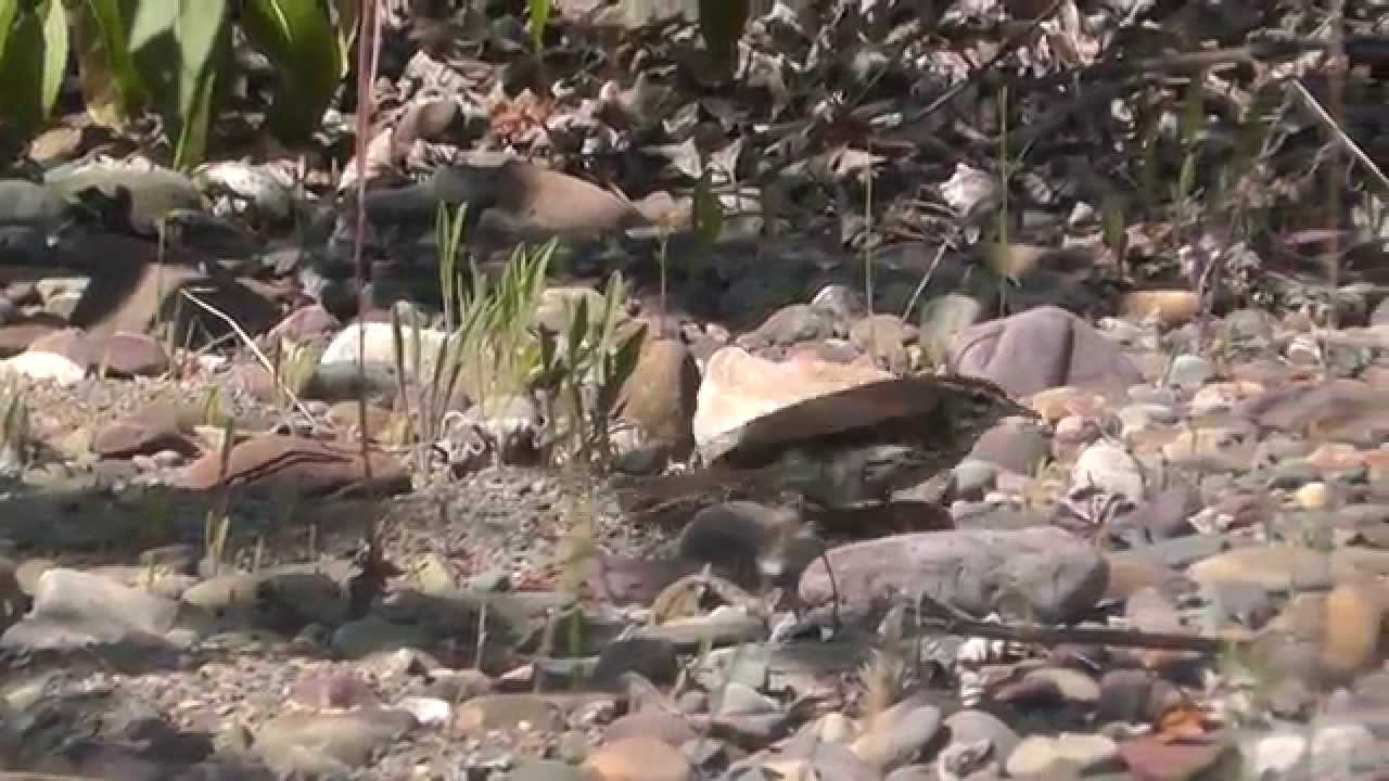 Swainson's Thrush, North Fork confluence Camas Creek, Glacier National