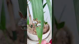 ✨ “Golden Bunny Glow – studs that sparkle with joy in every laugh 🐇💛 | By Toomli | 📞 93199 74012”