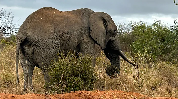 Elephants migration @Amboseli national park