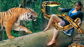 tiger run follow she survives from snake in the jungle big forest