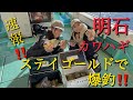 明石！久々のステイゴールドでAYAKAちゃんと大騒ぎ！カワハギ爆釣しております！