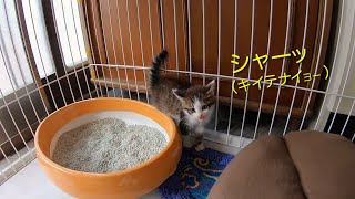 保護子猫、先住の犬に遭遇