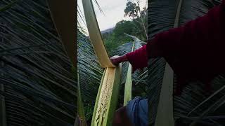 Preparing for Coconut Flower Tapping #agriculture #coconutfarming #cuttingskills #satisfying #tree