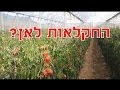 ברק אומגה חקלאי מהערבה, המשק הישראלי במשבר .