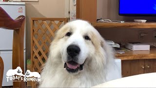 何やら自分の話をしているなと会話に耳を傾けるアランです　Great Pyrenees　グレートピレニーズ