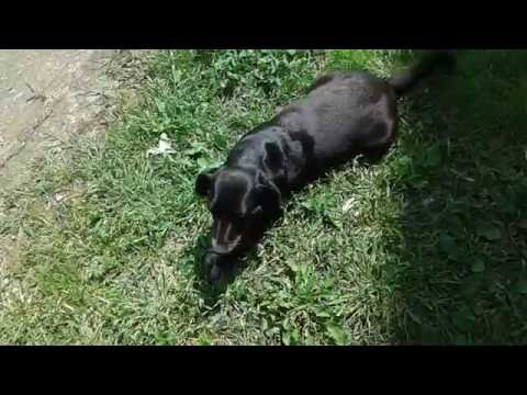 Видео: Защо кучетата разтриват главите си на трева?