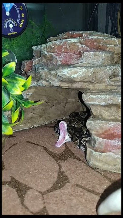 ball python yawning - YouTube