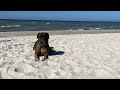 Boxer dog digging a hole in slow motion
