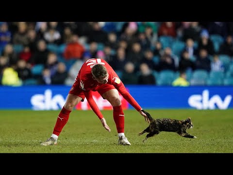 Cat Invades Pitch During Sheffield Wednesday vs Wigan Athletic at Hillsborough Stadium