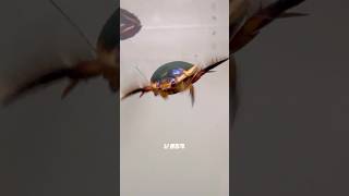 한밭수목원 영상