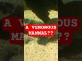 Have You Ever Heard About A Venomous Mammal