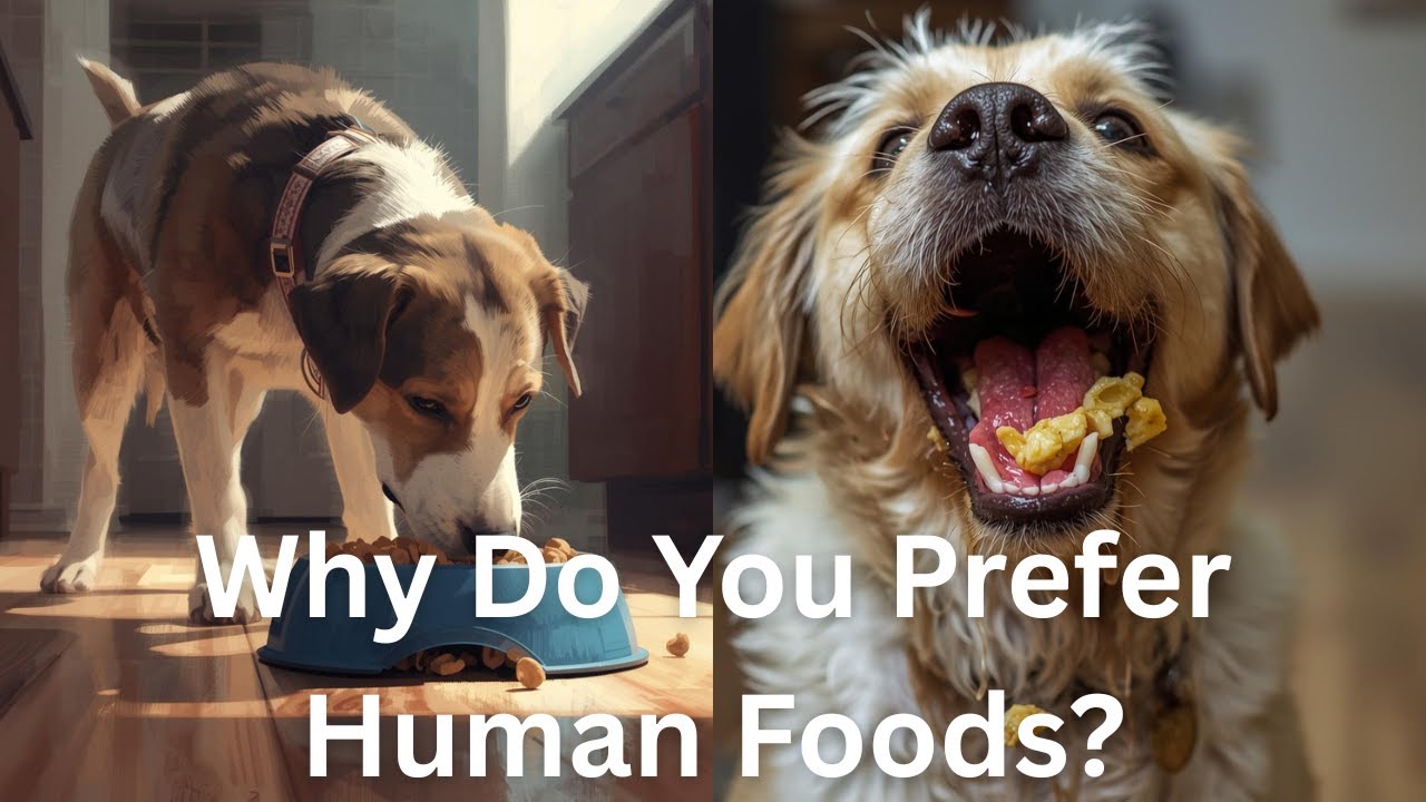 Why Your Dog is a Picky Eater (And How to Stop It)