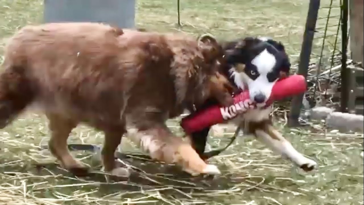 Two Aussies Playing Nicely