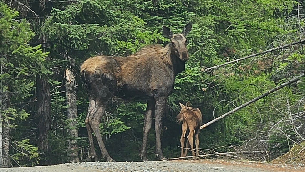 LIVE from the top of the Chopaka Grade!! 