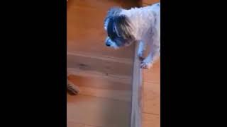 Aided Language Input while playing fetch - working on "give" using Snap+Core First