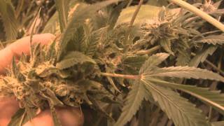 tokin daily: PLANT WEEK- a 50,000 watt water cooled light flower room