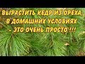 КАК ВЫРАСТИТЬ КЕДР ИЗ ОРЕХА В ДОМАШНИХ УСЛОВИЯХ - ЭТО ОЧЕНЬ ПРОСТО!!!