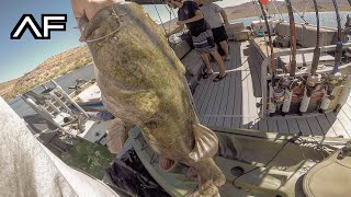 LAKE PLEASANT FLATHEAD CATFISH TRIP!!! ARIZONA FISHING!