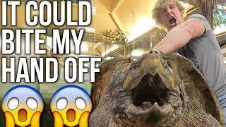 200 POUND ALLIGATOR-SNAPPING TURTLE!