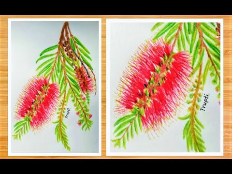 How to Draw Bottle Brush Flower in Coloured Pencil Step by Step