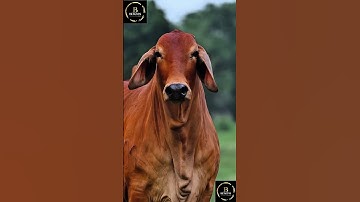 Sapi brahman #sapi #cow #sapi #sapimakan #sapigemuk #sapipedaging