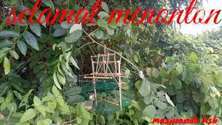 Mikat Ciblek,, Datang Langsung Menghajar Dengan Garang...