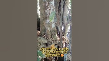 CÂY RỪNG ĐỘC LẠ HIẾM CÓ TRONG RỪNG SÂU TÂY NGUYÊN.