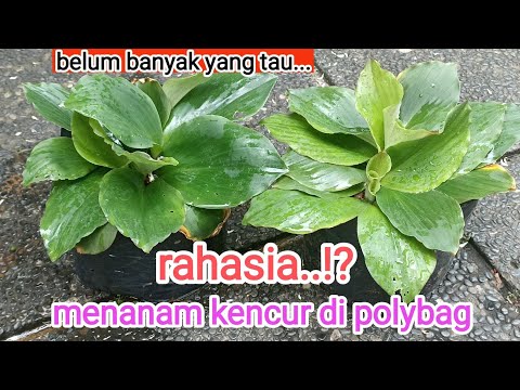 Biji Kencur
