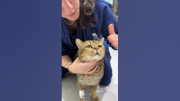 Vestibular Syndrome Symptoms in cats #shorts #vet #neurology #cat #vestibular
