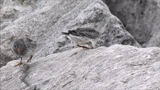 Two Purple Sandpipers in Toronto