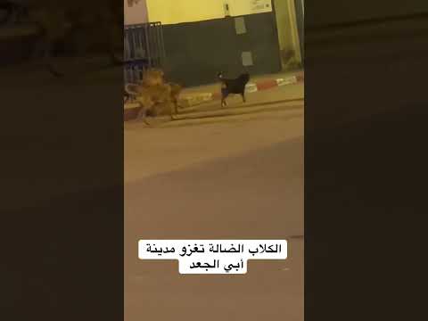 الكلاب الضالة تغزو مدينة أبي الجعد الشعب الصيني ماله حل إكسبلور المغرب 