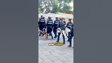 Husky as a police dog be like...