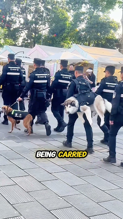 Husky as a police dog be like...