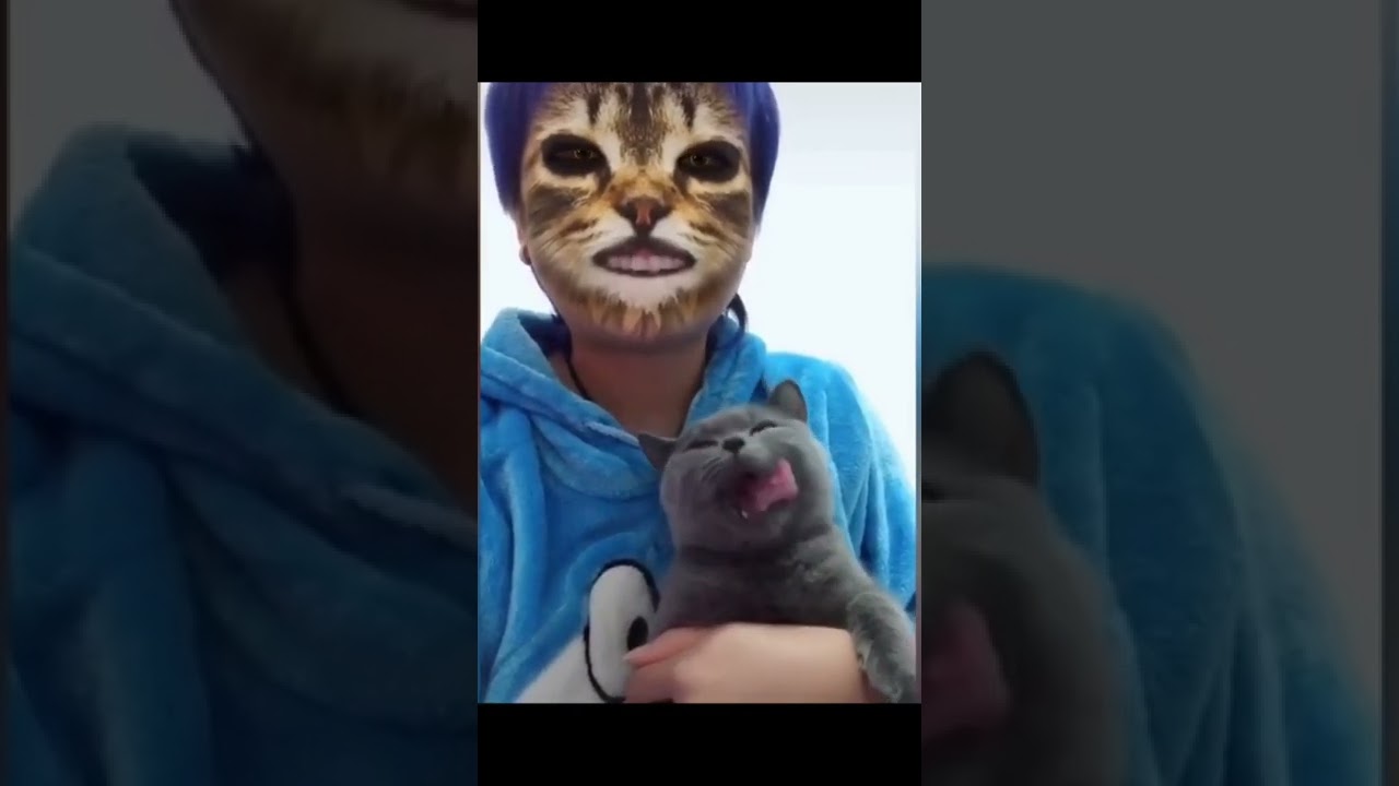 Cats Funny reaction on TikTok Cat filter 12