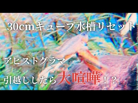 30cmキューブ水槽リセット アピストグラマ60cm水槽にお引越ししたら大